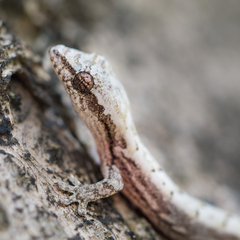 Lepidodactylus lugubris