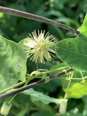 Passiflora lutea