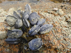 Mytilus edulis