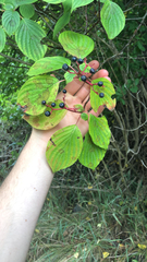 Cornus alternifolia