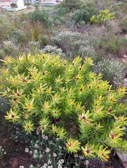 Leucadendron laureolum