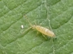 Entomobrya nivalis