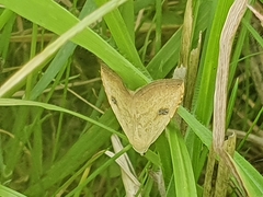 Rivula sericealis