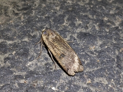 Noctua pronuba