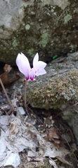 Cyclamen hederifolium