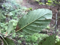 Alnus serrulata