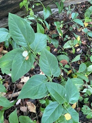 Vincetoxicum rossicum