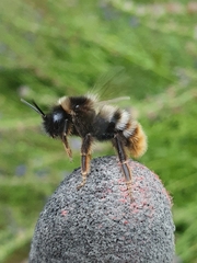 Bombus rupestris