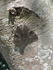 Catocala nupta