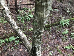Alnus serrulata