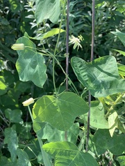 Passiflora lutea