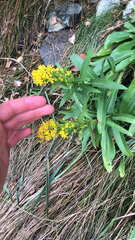 Solidago sempervirens