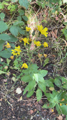 Hieracium umbellatum umbellatum