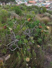 Protea nitida