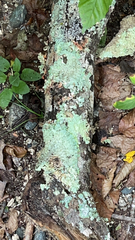 Flavoparmelia baltimorensis