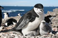 Pygoscelis antarcticus