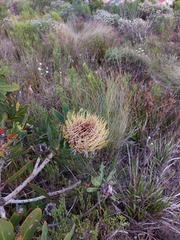 Protea nitida