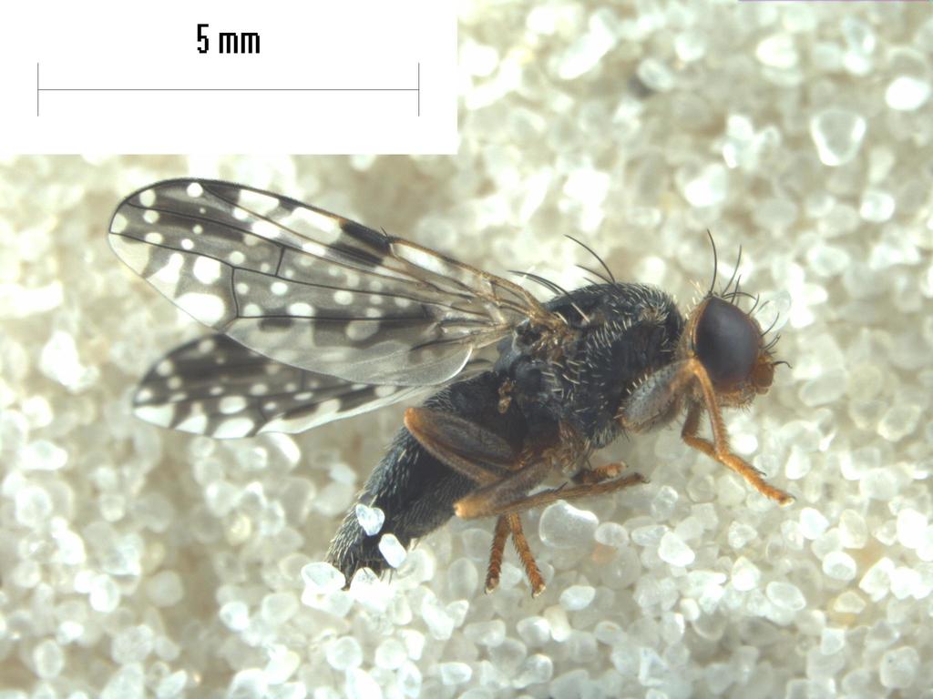 Trupanea vittigera
