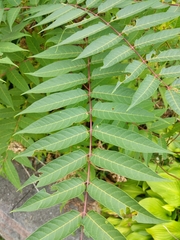 Ailanthus altissima