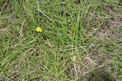 Oxalis pes-caprae