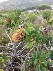 Protea nitida