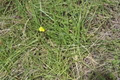 Oxalis pes-caprae