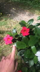 Apocynoideae