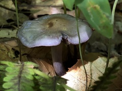 Cortinarius