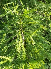 Taxodium distichum