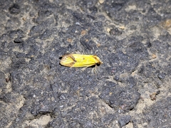 Agapeta zoegana