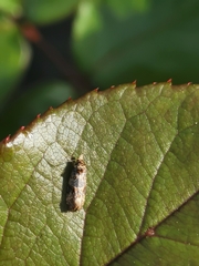 Lobesia botrana