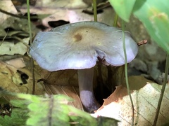 Cortinarius