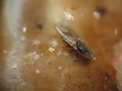 Diptera