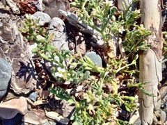 Cakile maritima