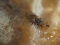 Diptera