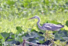 Ardea cinerea