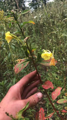 Oenothera