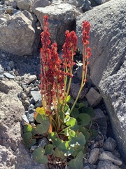 Oxyria digyna