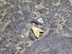 Microtheoris ophionalis