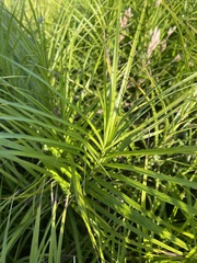 Carex muskingumensis