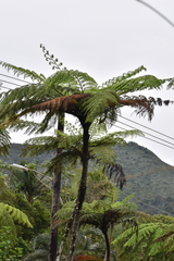Cyathea arborea