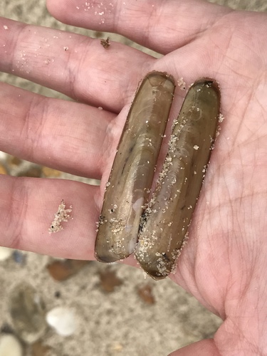 Green Jackknife Clam