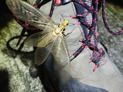 Protohermes costalis