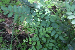 Pellaea pteroides