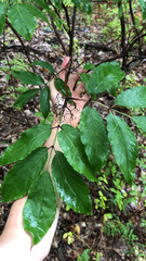 Sambucus racemosa
