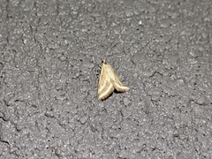 Microtheoris ophionalis