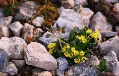 Draba alpina