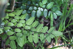 Pellaea pteroides