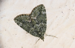Chloroclysta siterata