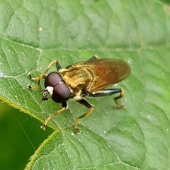 Xylota segnis